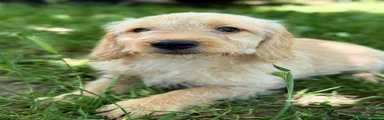 Labradoodle Cachorro 2