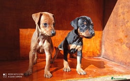Pinscher Miniatura perros en venta: PINSCHER MINIS // COMPLETAMENTE SOCIALIZADOS - Anuncio 5