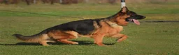 Pastor Alemán perros en venta: Cachorros de Pastor Alemán - Anuncio 3