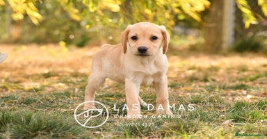 Labrador Retriever perros - Anuncio 2