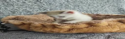 Raza Mixta gatos en venta: Siamés cruce - Anuncio 3