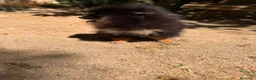 Pomerania perros en venta: POMERANIA BLACK AND TAN  - Anuncio 3