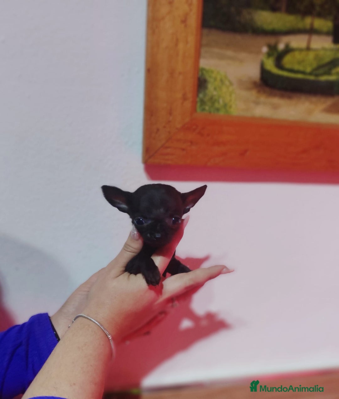 Chihuahua perros en venta: Chihuahua  - Anuncio 5