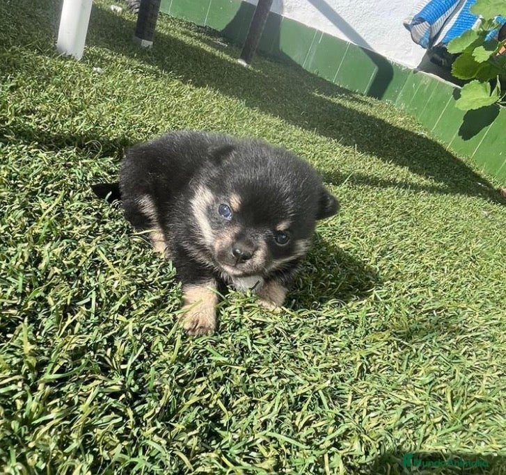 Pomerania perros Pomerania  - Anuncio 2