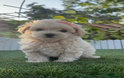 Maltipoo perros en venta: MALTIPOO MACHO - Imagen 7
