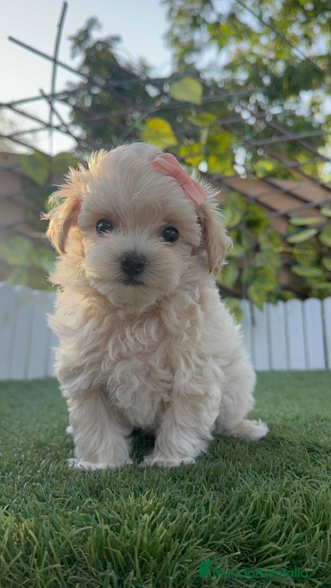 Maltipoo perros en venta: MALTIPOO MACHO - Imagen 7