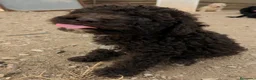 Perro de Agua Español perros en venta: Preciosos cachorros de Perro de Agua - Anuncio 6