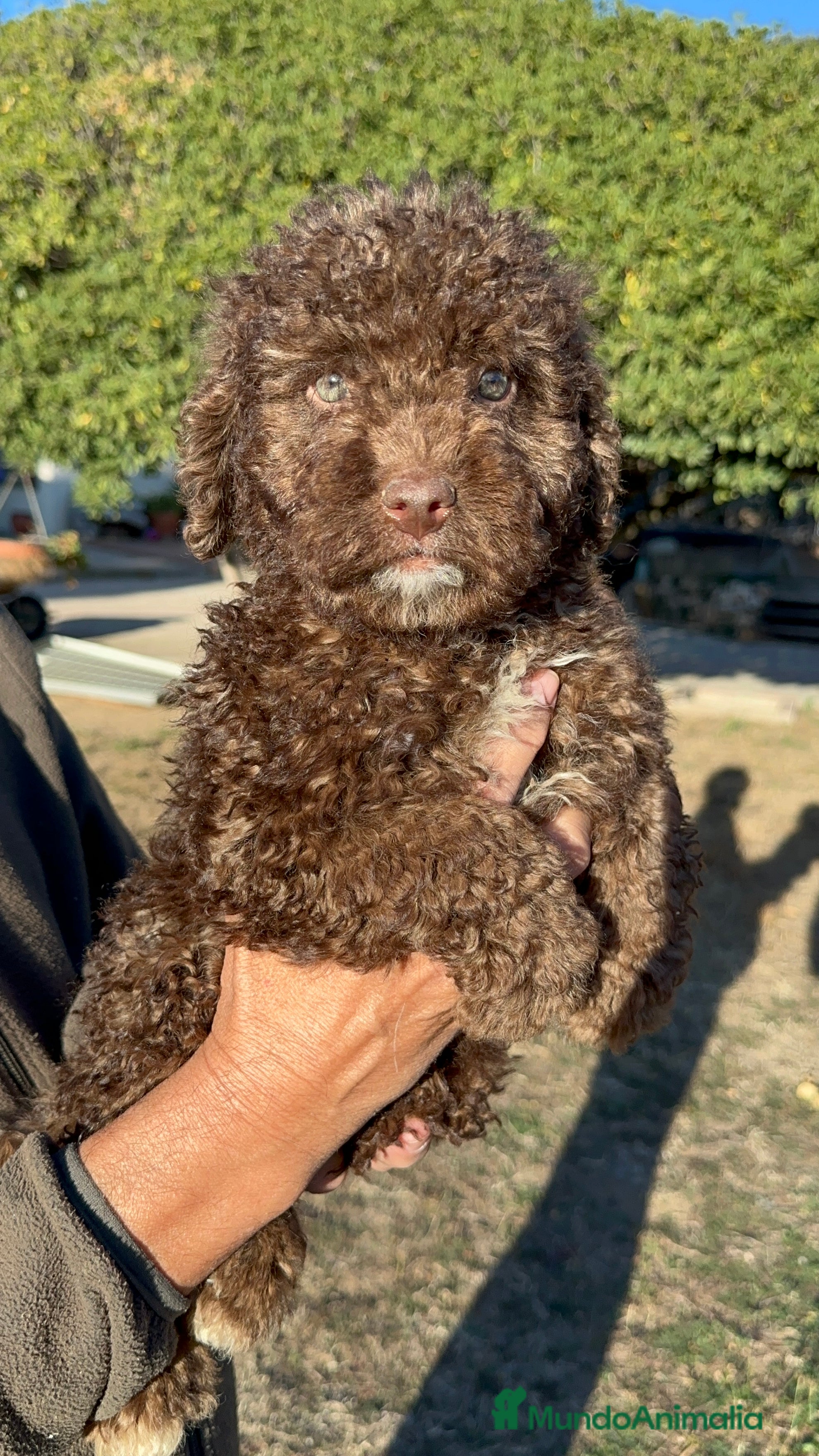 Perro de Agua Español perros Perro de Agua - Anuncio 5