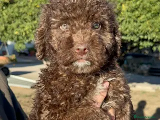 Perro de Agua Español perros Perro de Agua - Anuncio 5