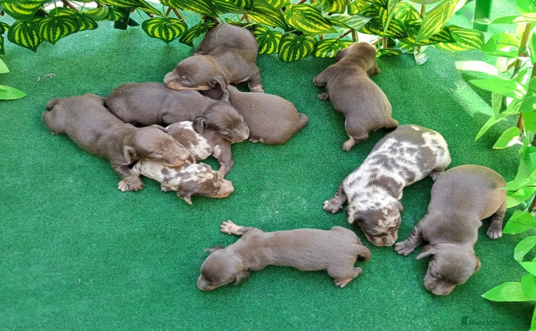 Teckel Miniatura perros - Anuncio 1