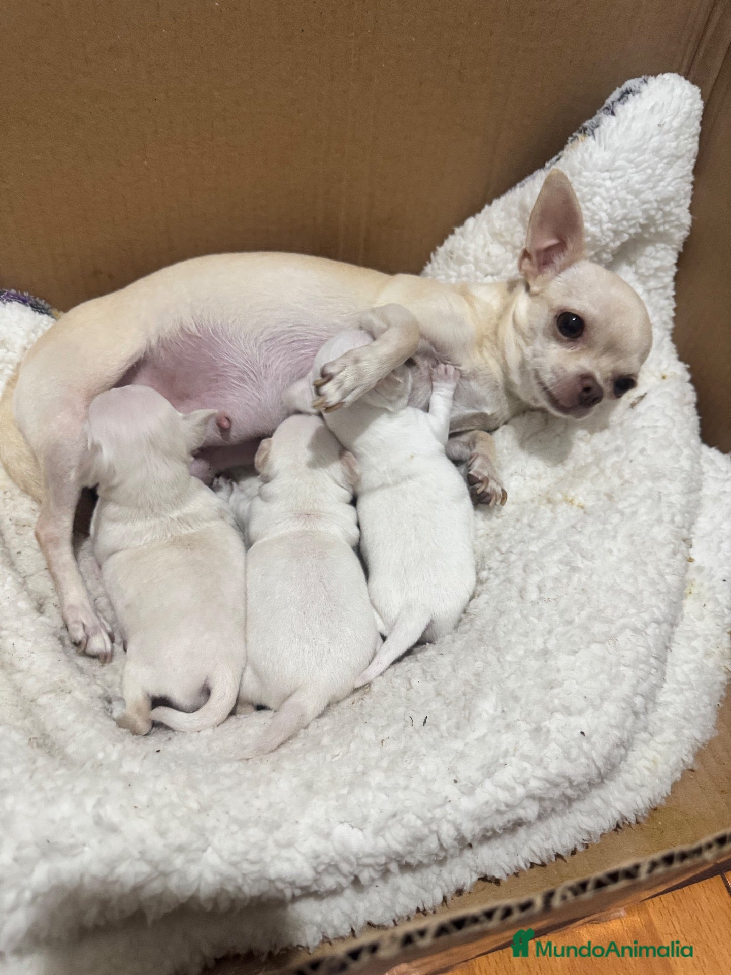 Chihuahua perros Preciosa camada de chihuahuas  - Anuncio 1
