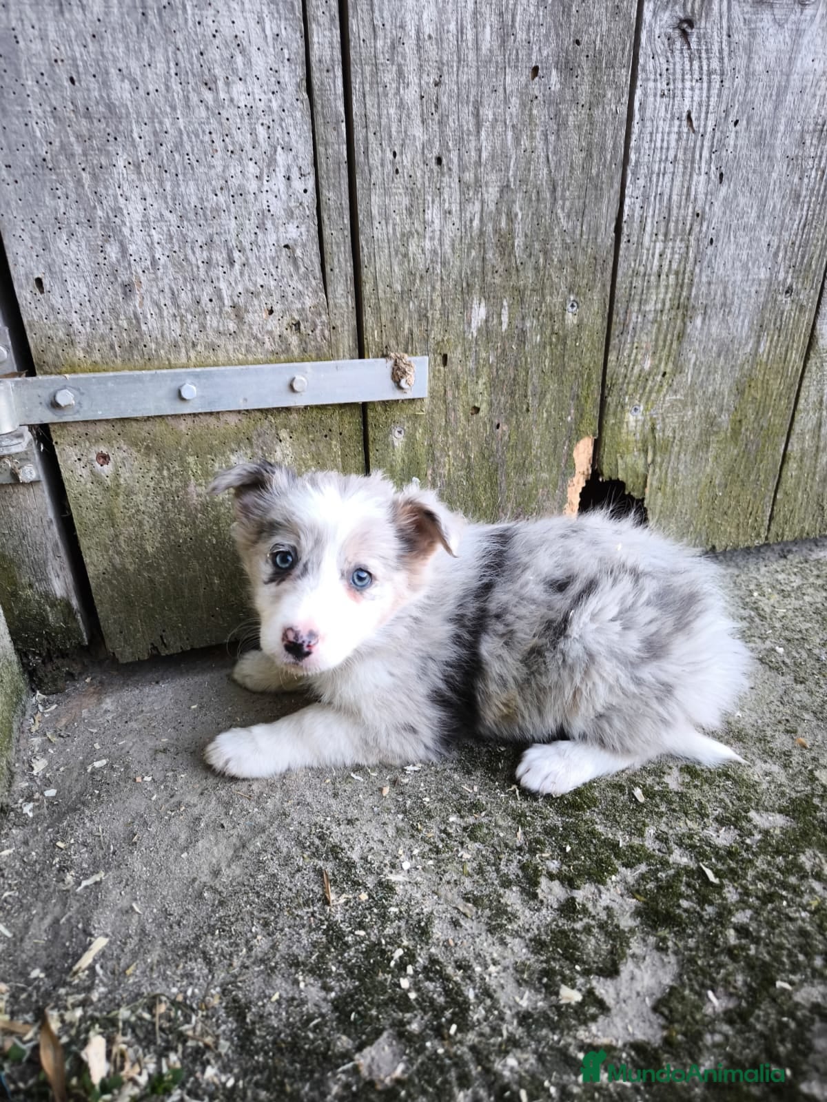 Border Collie perros Cachorros border collie varios colores! - Anuncio 1