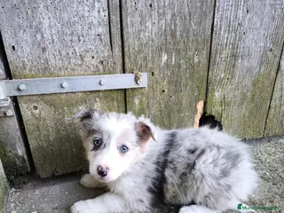 Border Collie perros Cachorros border collie varios colores! - Anuncio 1