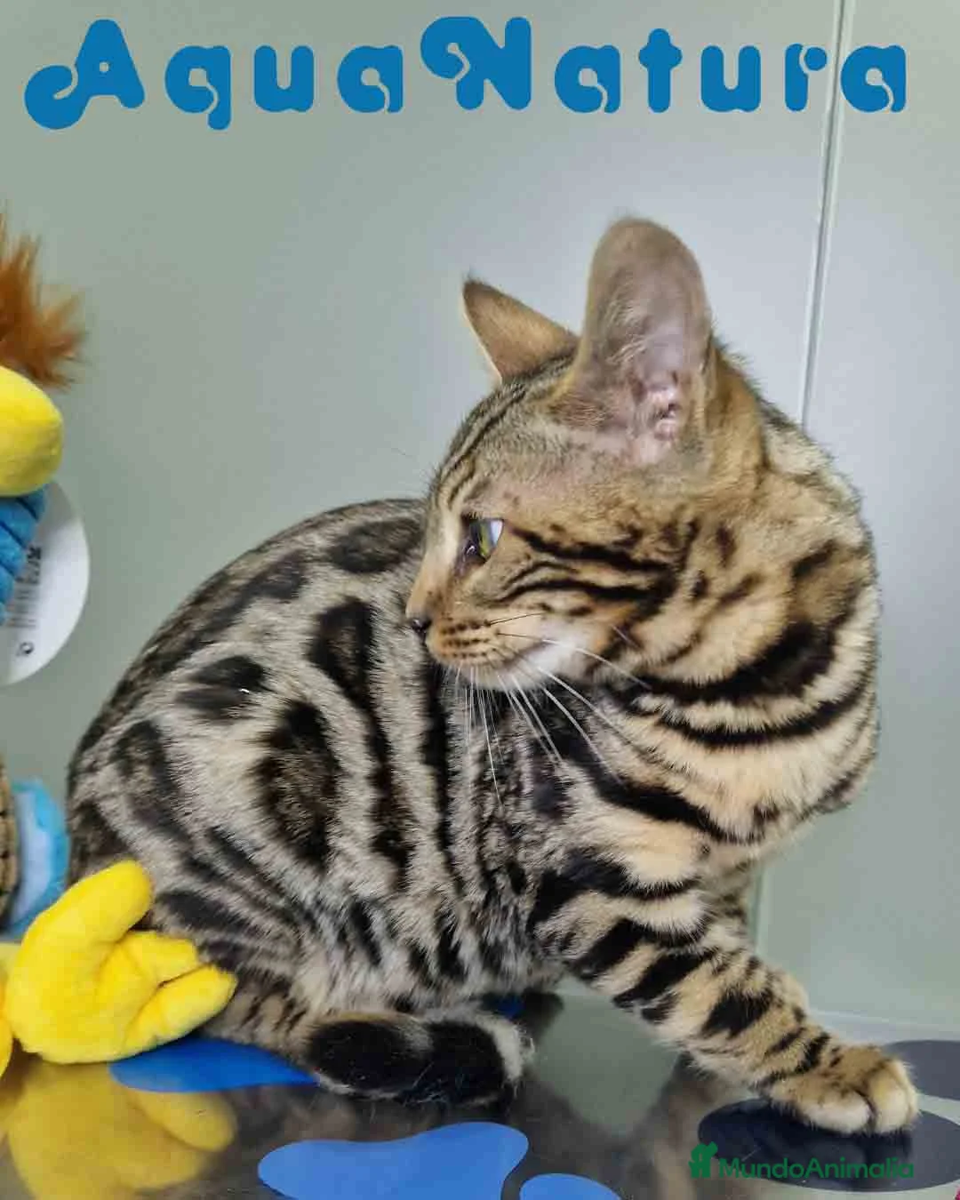 Bengalí gatos en venta: Bengali Macho 1706 AQUANATURA - Anuncio 5