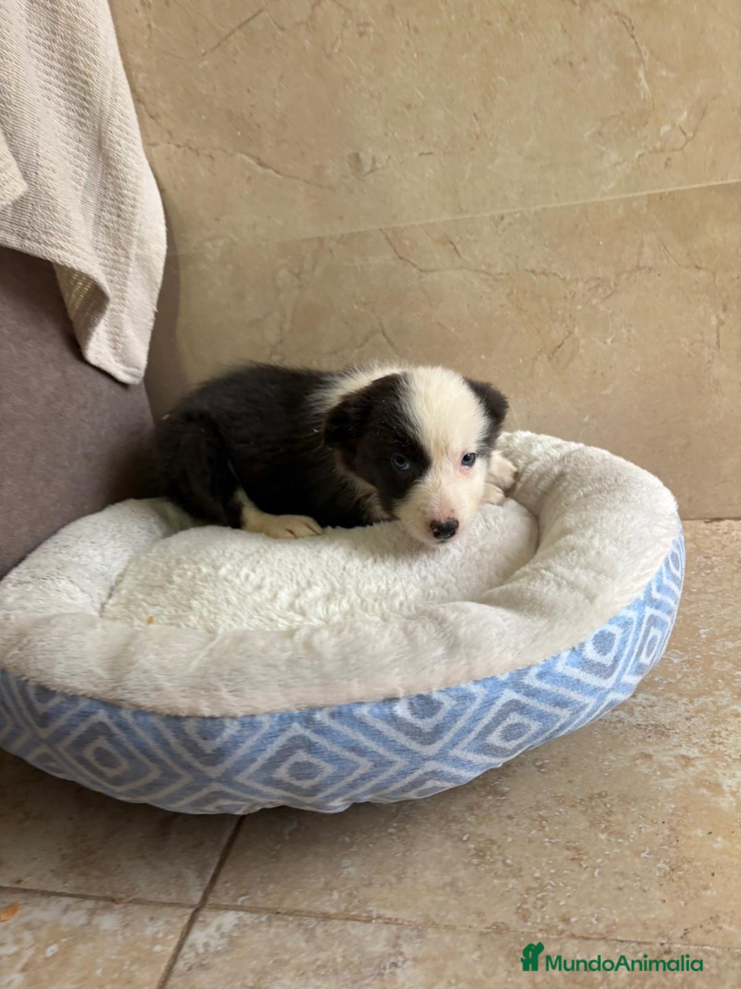 Border Collie perros en venta: Última hembra border collie - Anuncio 3