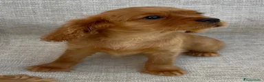 Cavalier King Charles Spaniel 1