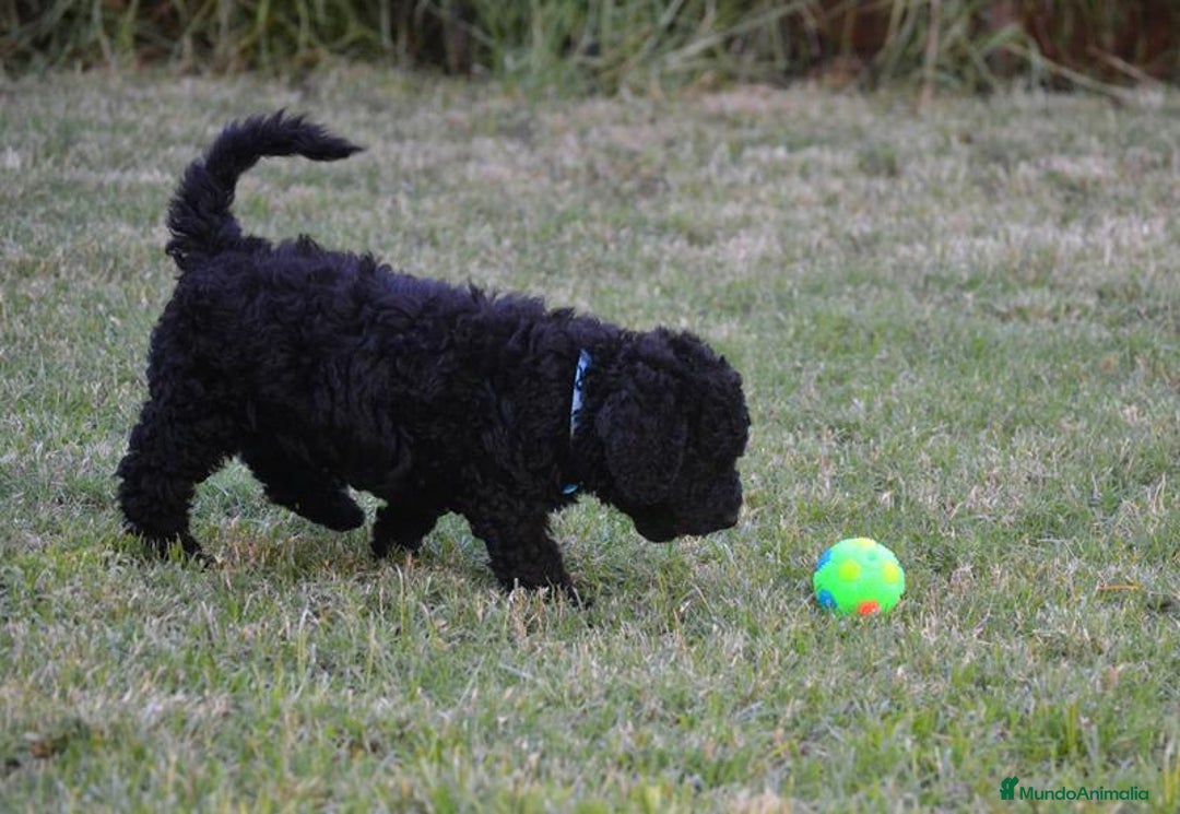 Perro de Agua Español perros en venta: Cachorra perro de agua  - Imagen 3