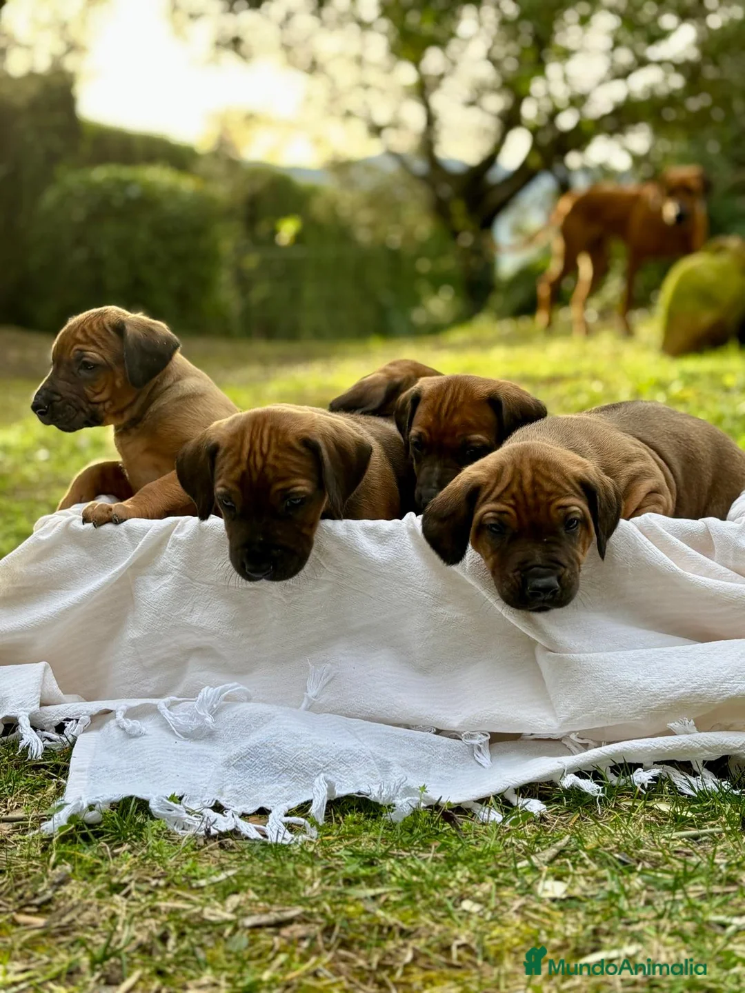 Rhodesian Ridgeback perros en venta: Rodhesian Ridgeback cachorros - Anuncio 6
