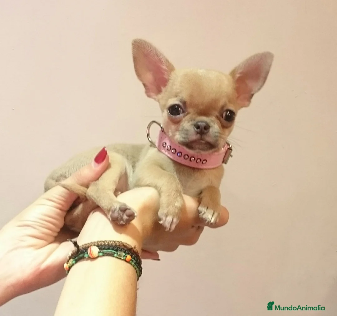 Chihuahua perros en venta: Chihuahuas - Anuncio 6