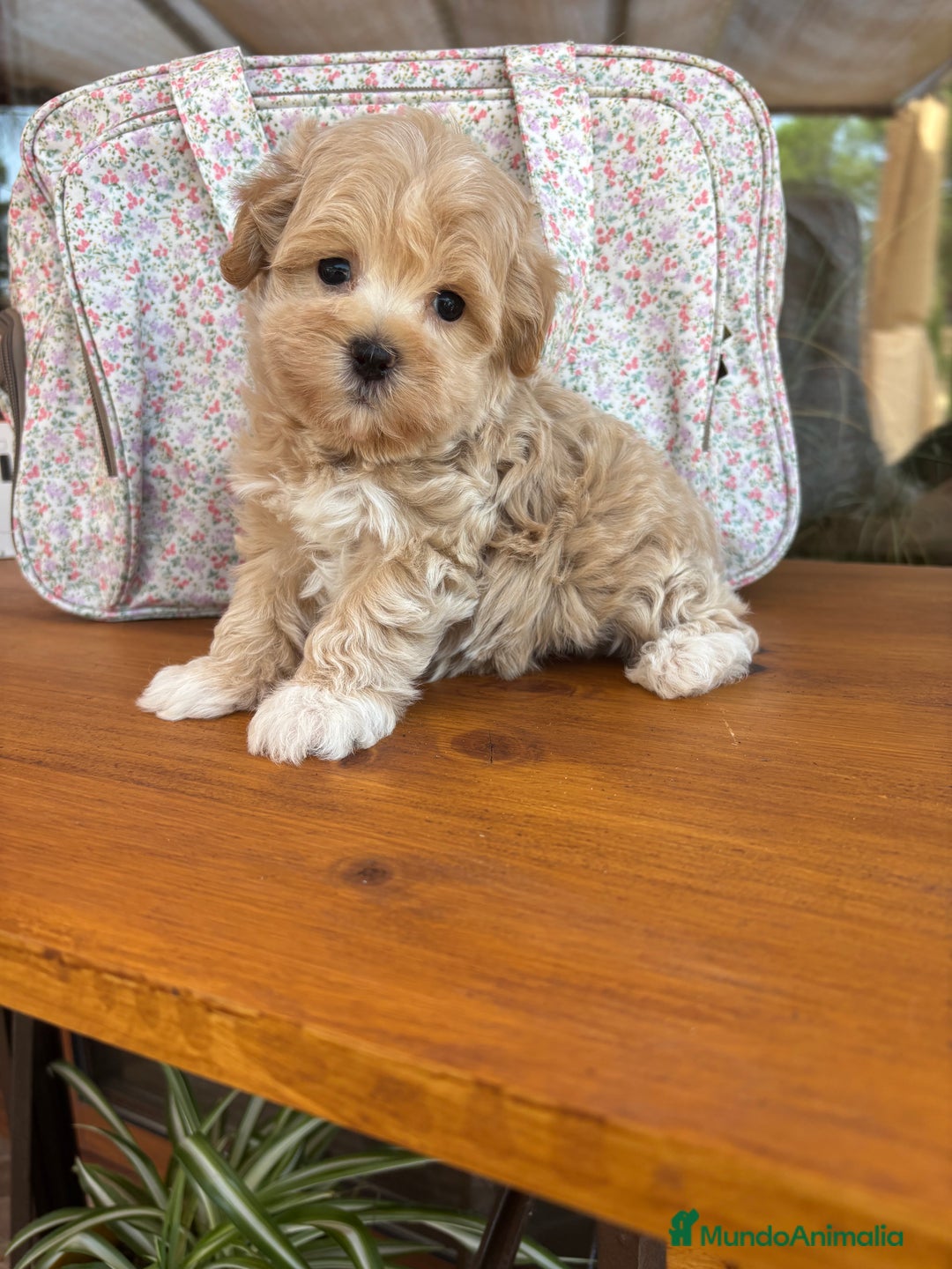 Maltipoo perros en venta: Maltipoo Macho Disponible  - Anuncio 1