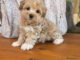 Maltipoo perros Maltipoo Macho Disponible - Anuncio 1