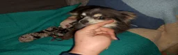 Chihuahua perros en venta: Chihuahua pelo semilargo y corto cabeza cerbato - Anuncio 3