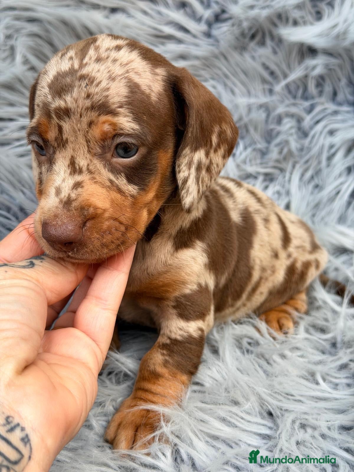 Teckel Miniatura perros teckel diferentes colores🐾 - Anuncio 2