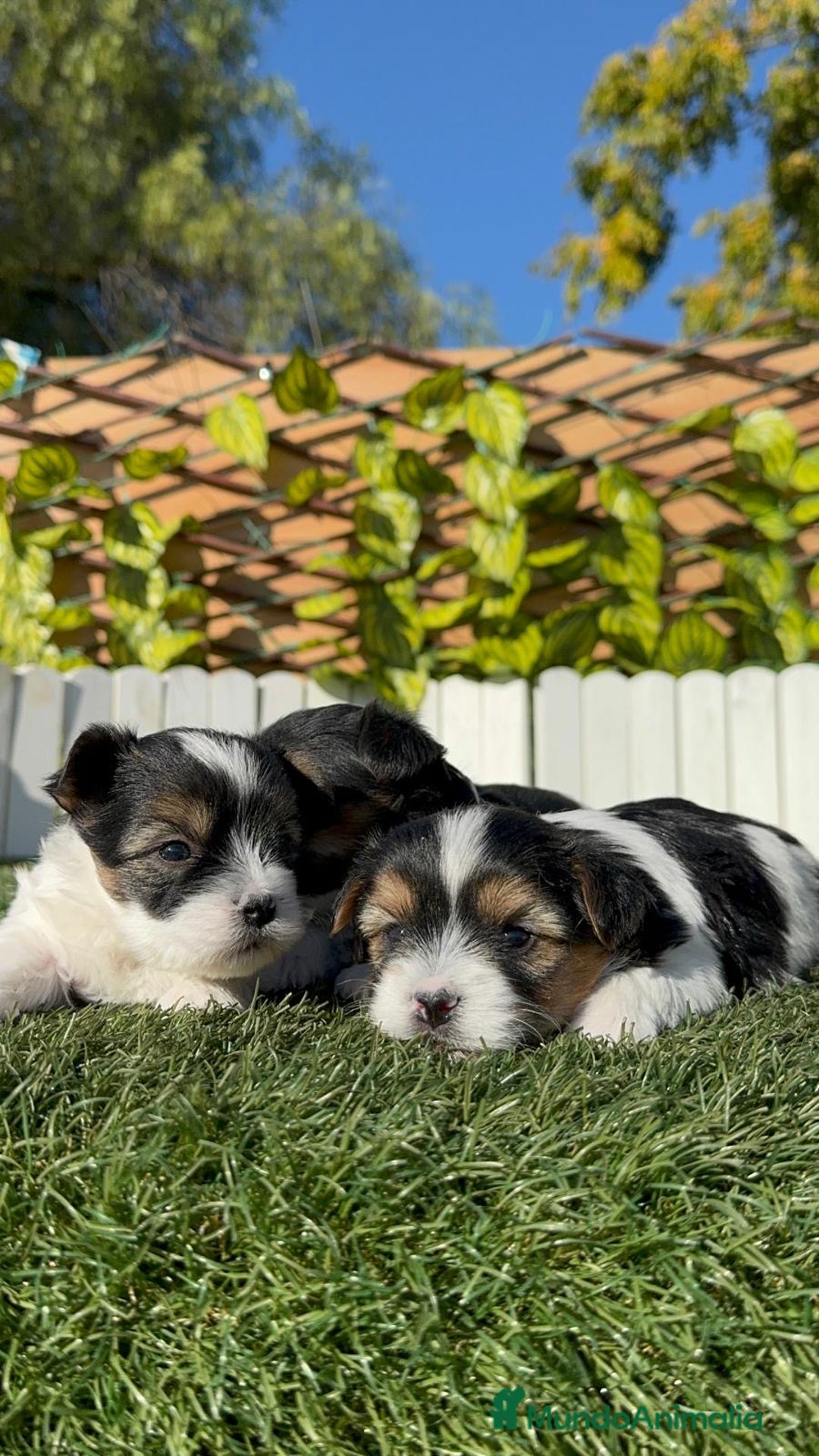Yorkshire Terrier perros en venta: YORKSHIRE BIEWER - Anuncio 25