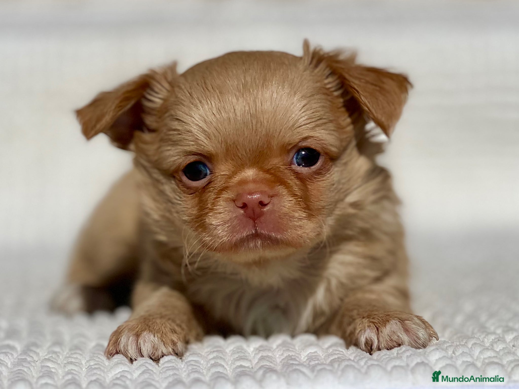 Chihuahua perros CHIHUAHUA PELO LARGO COLOR GOLD - Anuncio 1