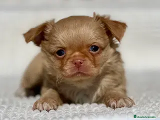 Chihuahua perros CHIHUAHUA PELO LARGO COLOR GOLD - Anuncio 1