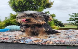Yorkshire Terrier perros en venta: Yorki toy hembra  - Imagen 4