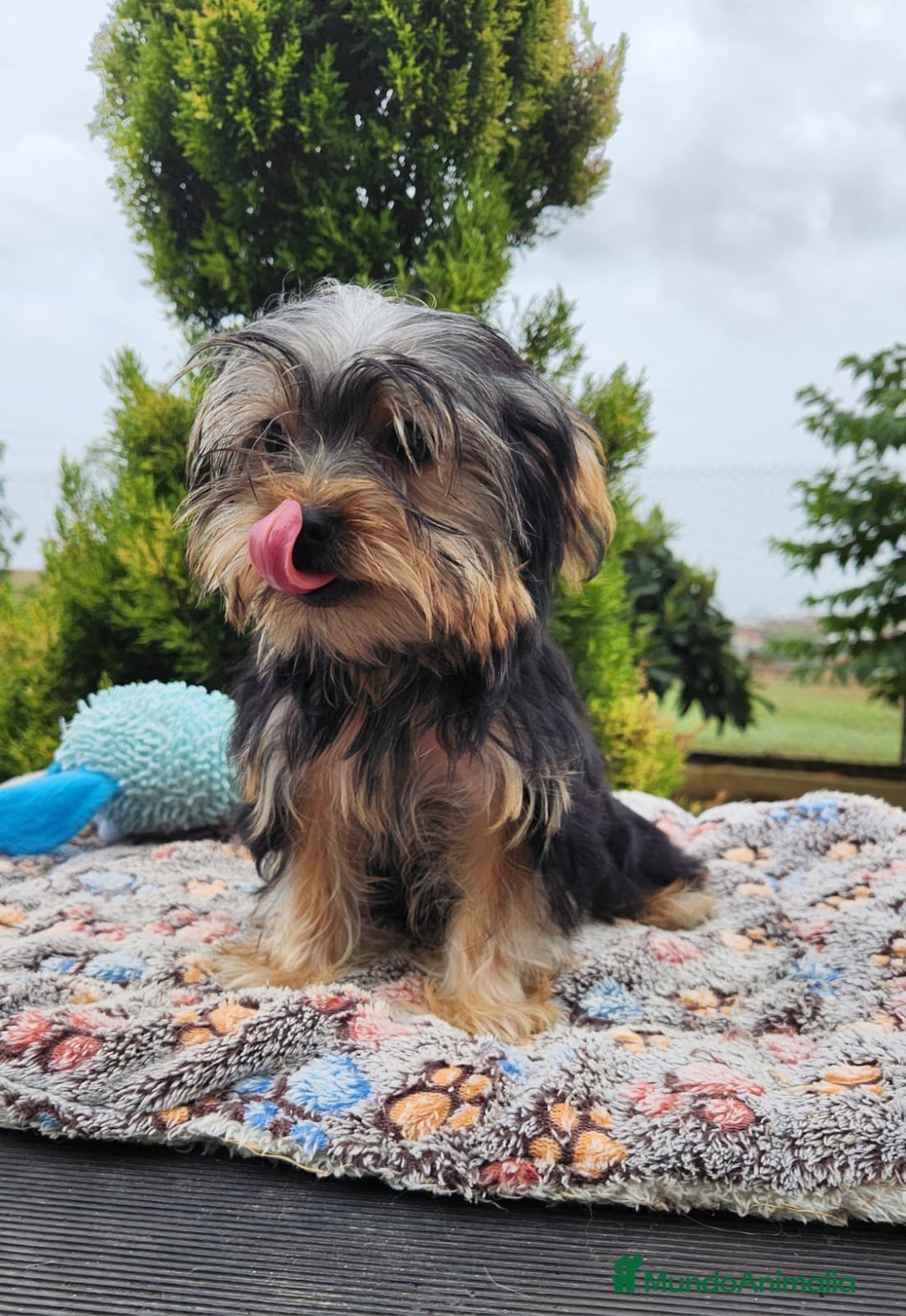 Yorkshire Terrier perros en venta: Yorki toy hembra  - Imagen 4
