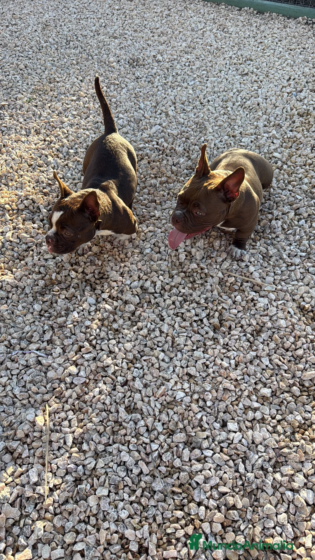 American Bully perros en venta: CACHORRITAS AMERICAN BULLY MICRO 7 MESES  en Madrid - Anuncio 2