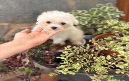 Bichón Maltés perros en venta: Bichon maltés toy hembra y macho.  - Imagen 2