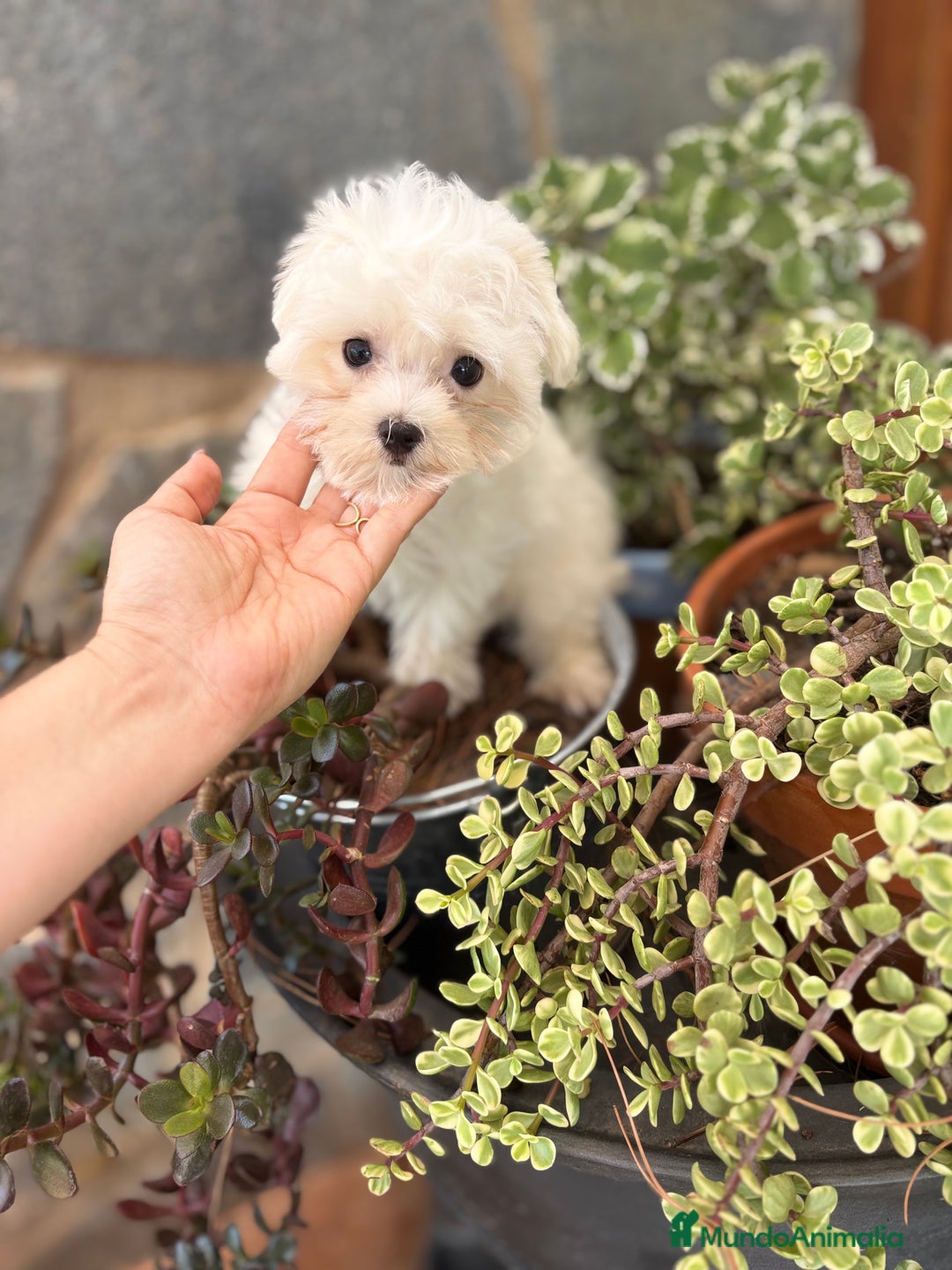 Bichón Maltés perros en venta: Bichon maltés toy hembra y macho.  - Imagen 2