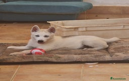 Husky Siberiano perros en venta: Husky Siberiano  - Imagen 2
