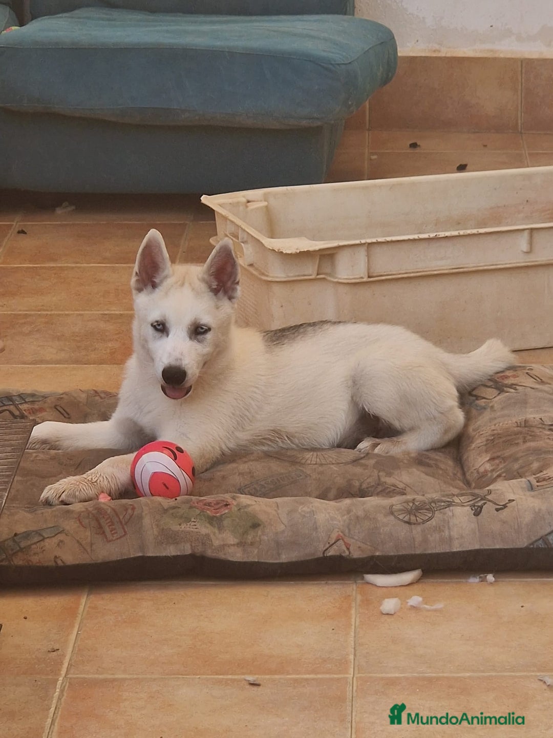 Husky Siberiano perros en venta: Husky Siberiano  - Imagen 2