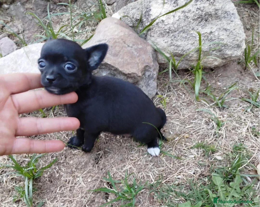 Chihuahua perros en venta: Chihuhua mini  - Anuncio 2