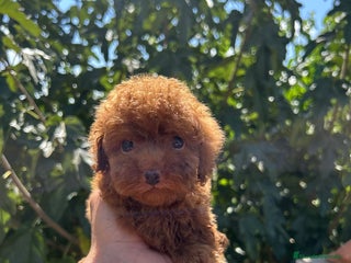 Caniche Toy perros - Anuncio 2