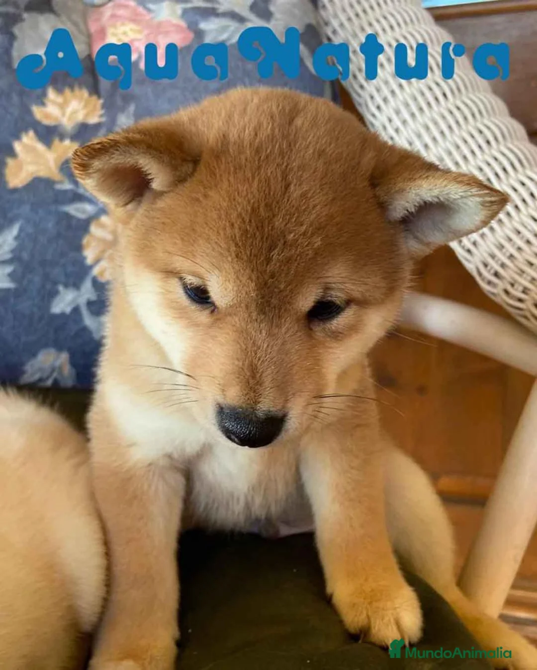 Shiba Inu perros en venta: Shiba Inu Macho 5289 de Melani - AQUANATURA en Barcelona - Anuncio 2