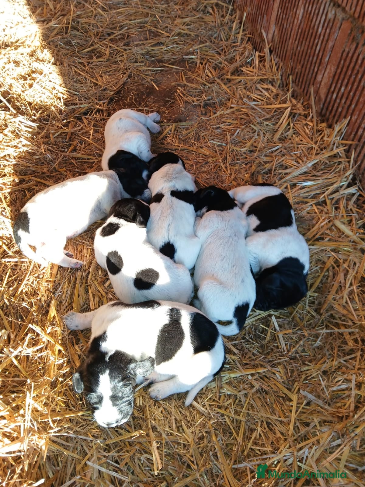 Braco Alemán de Pelo Corto perros Camada Braco Alemán  - Anuncio 2
