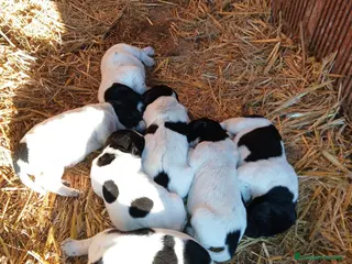 Braco Alemán de Pelo Corto perros Camada Braco Alemán - Anuncio 2
