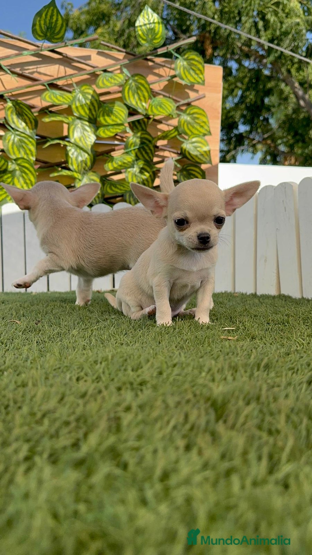 Chihuahua perros en venta: CHIHUAHUA MACHO - Imagen 2