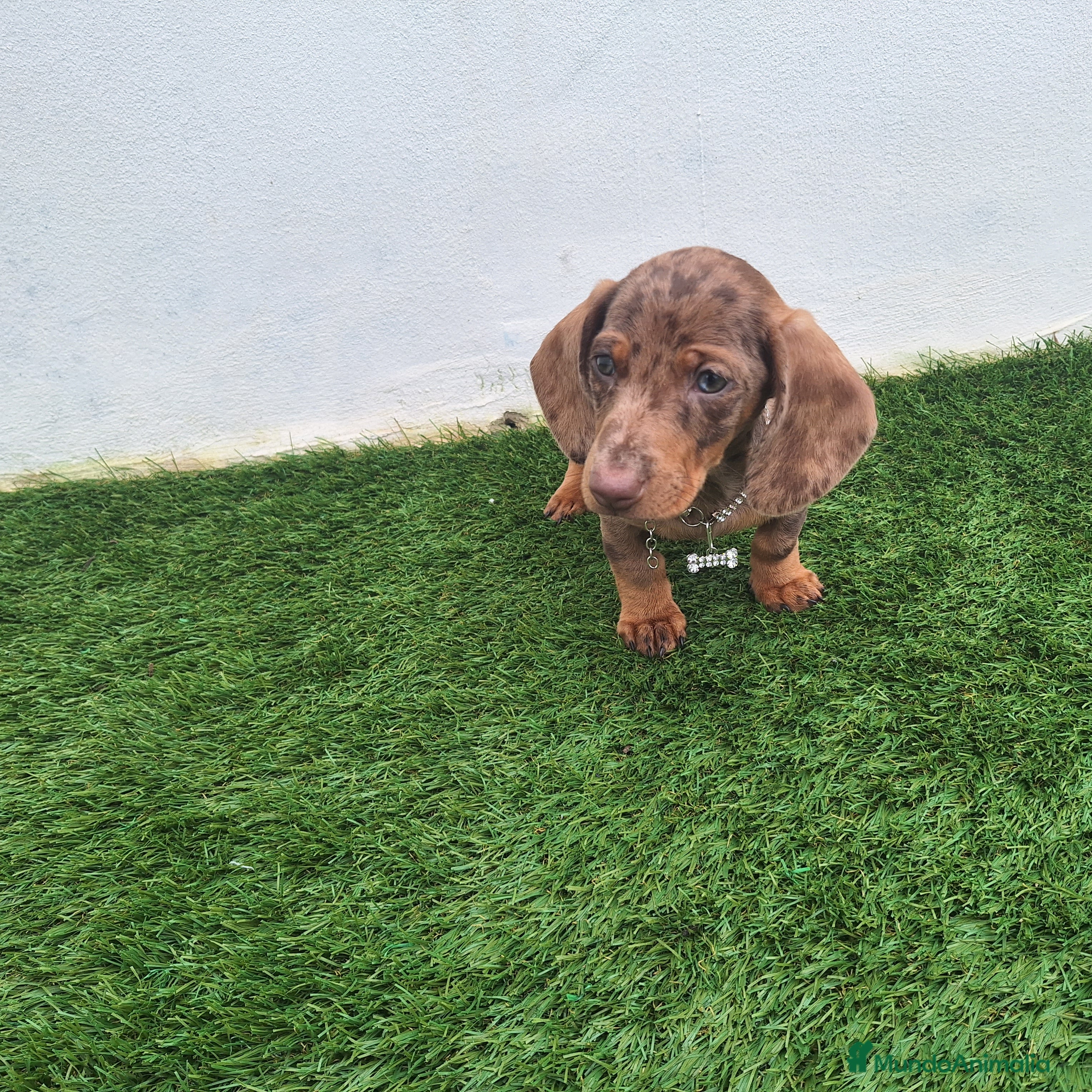 Teckel Miniatura perros TECKEL MINIATURA ARLEQUIN  - Anuncio 1