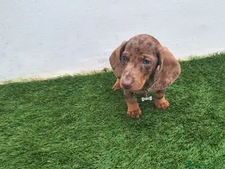 Teckel Miniatura perros TECKEL MINIATURA ARLEQUIN - Anuncio 1