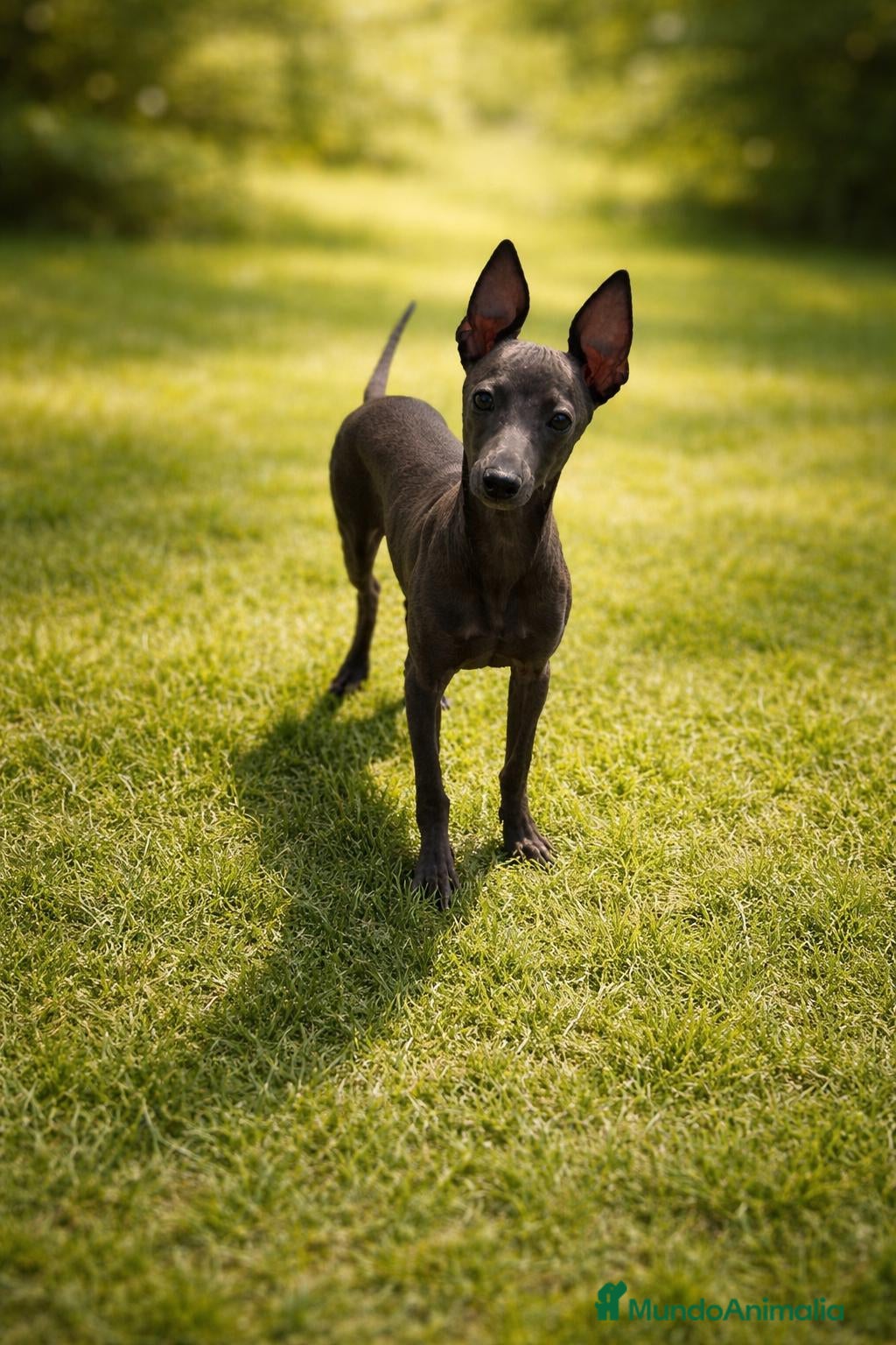 Pequeño Lebrel Italiano perros Pequeño lebrel italiano - Anuncio 1