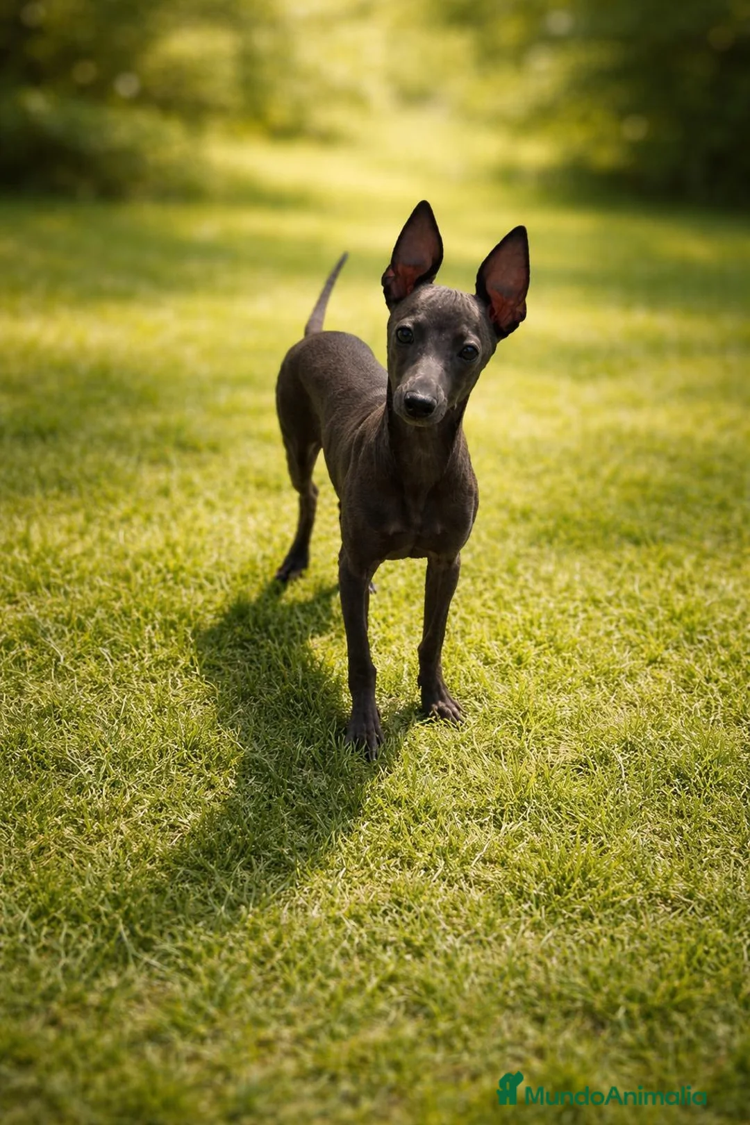 Pequeño Lebrel Italiano perros en venta: Pequeño lebrel italiano - Anuncio 1