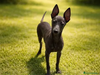Pequeño Lebrel Italiano perros Pequeño lebrel italiano - Anuncio 1
