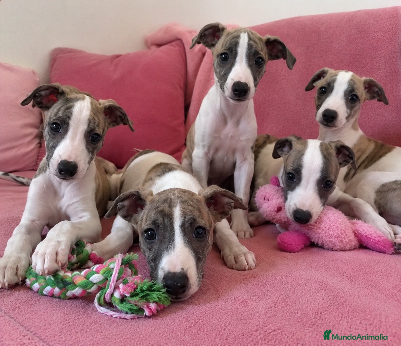 Whippet perros whippet cachorros ( Toda España ) - Anuncio 4