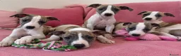 Whippet perros en venta: whippet cachorros ( Toda España ) - Anuncio 1